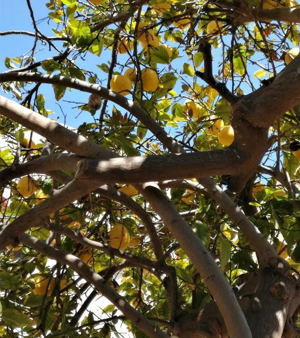Vila Lemon Tree Courtyard Larnaca Prázdninový dům